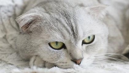 西双版纳2026年最新杭州高端商务伴游招聘网渠道分享(最方便真实的西双版纳茉莉伴游伴游天下全国联盟方法)