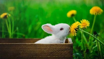 西双版纳2026年最新杭州高端商务伴游招聘网渠道分享(最方便真实的西双版纳茉莉伴游伴游天下全国联盟方法)